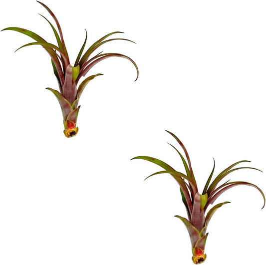 ragnaroc Air Plants - Tillandsia Red Capitata, Large 5-7” - 2 ct - Live Arrival Guaranteed - House