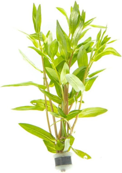 SubstrateSource Live Plants – Nesaea Triflora – High Light, Green with Red Veins, Midground to