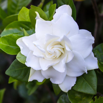 Gardenia Live Plant, White Flower Jasmine Gardenia Plant in 4 Inch Pot, White Gardenia Flower Live