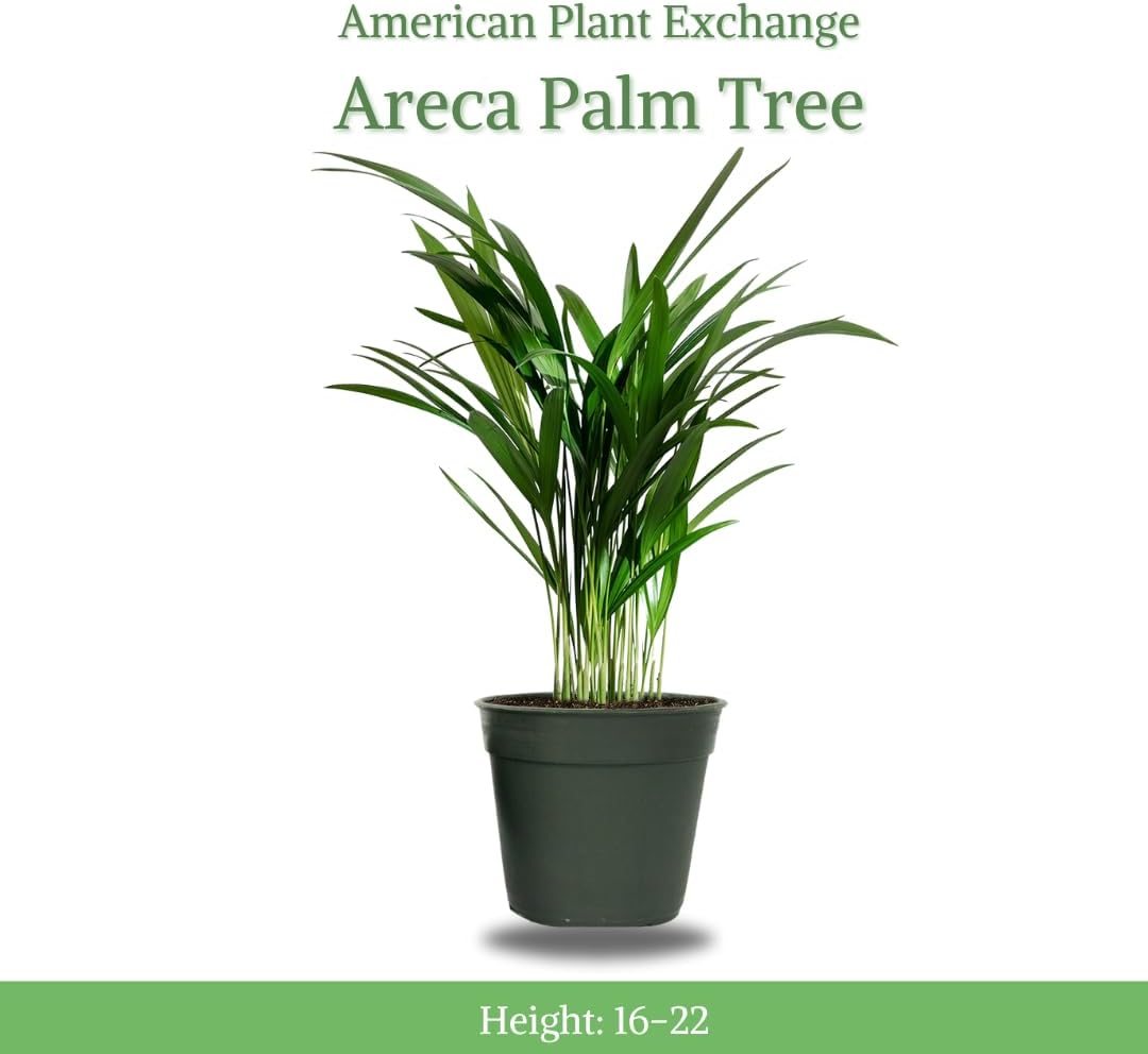 American Plant Exchange Live Areca Palm – 6-Inch Pot – Tropical Houseplant with Feathery Green