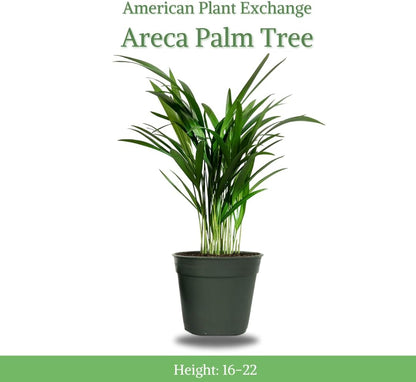 American Plant Exchange Live Areca Palm – 6-Inch Pot – Tropical Houseplant with Feathery Green