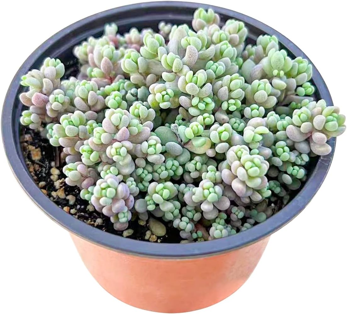 Live Succulents Sedum Dasyphyllum (4-inch), Succulent Plants Fully Rooted in Pots with Soil