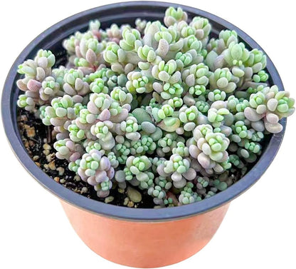 Live Succulents Sedum Dasyphyllum (4-inch), Succulent Plants Fully Rooted in Pots with Soil