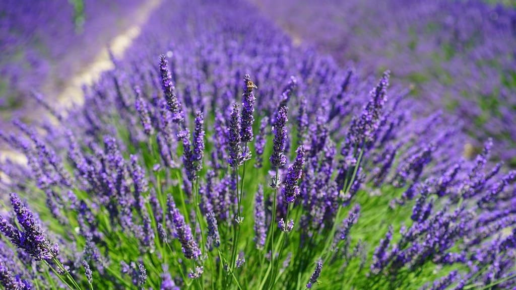 GARDENERA Lavender Soil - Ideal Blend for Thriving and Fragrant Lavender Plants - 3 QUARTS