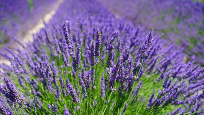 GARDENERA Lavender Soil - Ideal Blend for Thriving and Fragrant Lavender Plants - 3 QUARTS