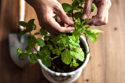GARDENERA Spearmint Plant Potting Soil - Elevate Your Spearmint Garden with Professional Grade