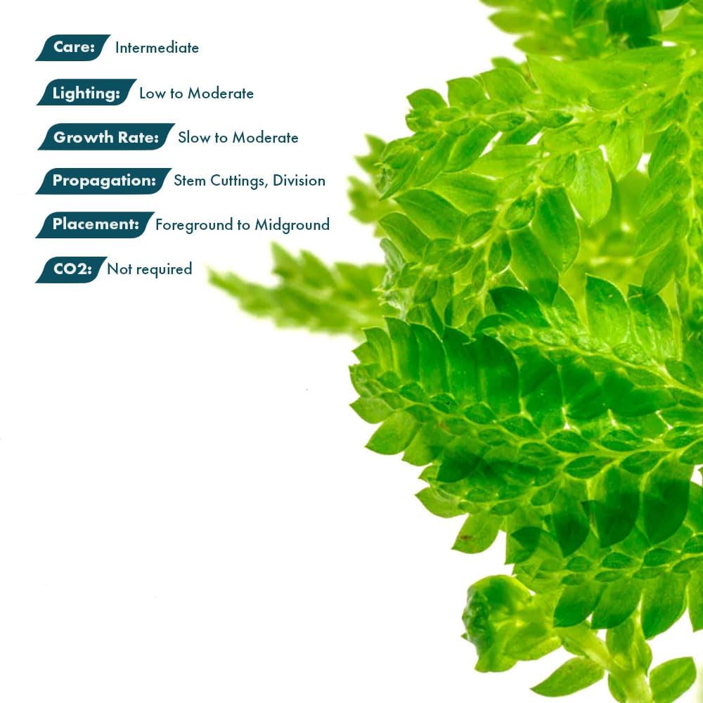 SubstrateSource Live Plants - Selaginella Siamensis (Selaginella siamensis) - Low to Medium Light