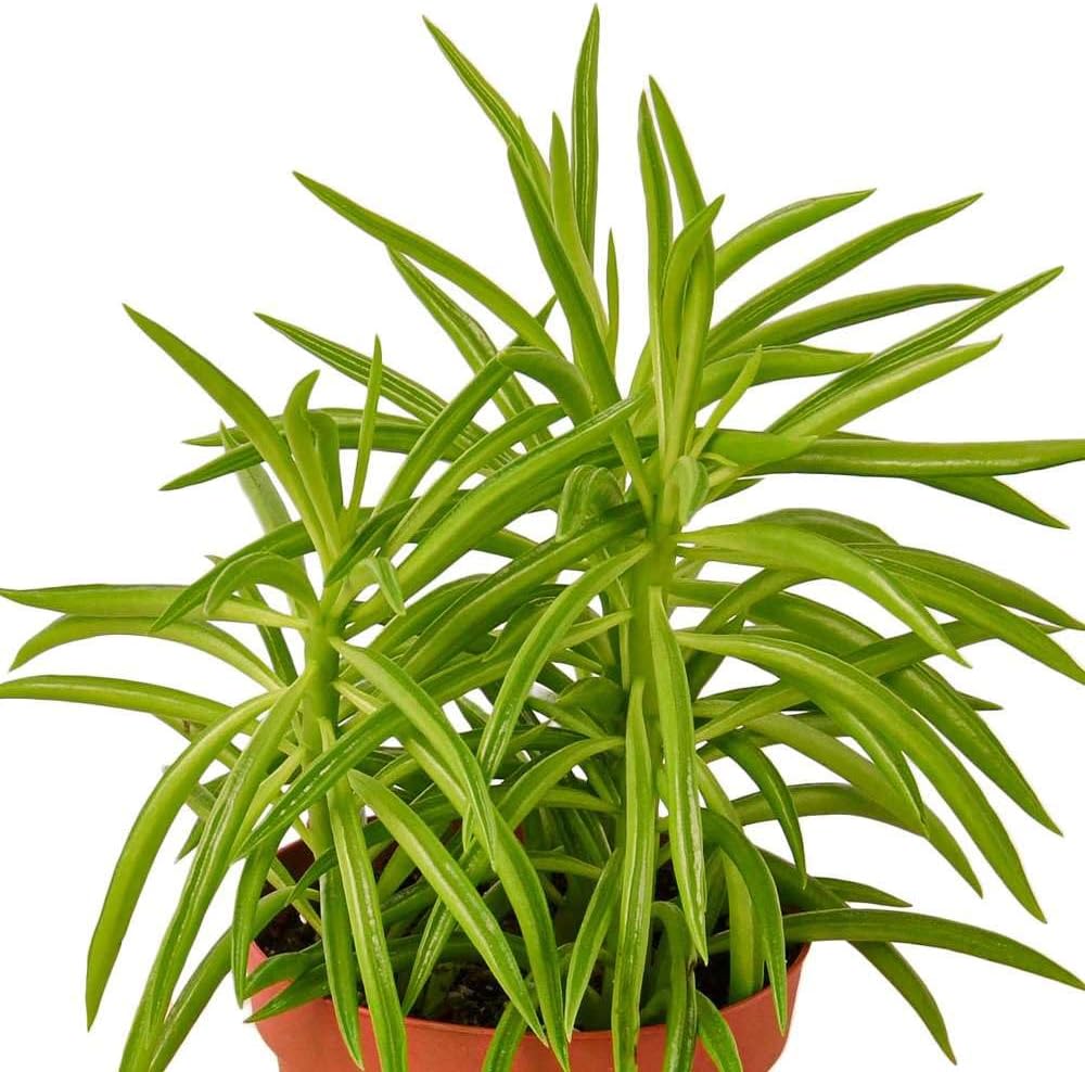 Peperomia Green Bean Live Plant for Indoor | Different Houseplants in 4'' & 6'' Pot | Real House