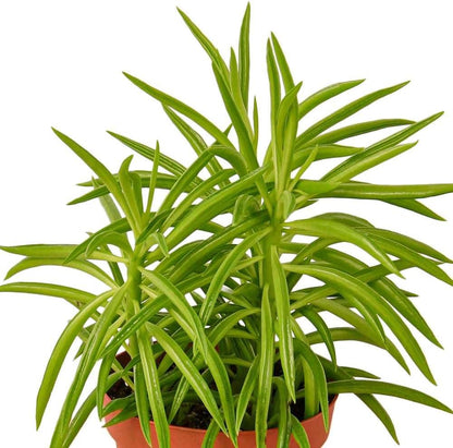 Peperomia Green Bean Live Plant for Indoor | Different Houseplants in 4'' & 6'' Pot | Real House