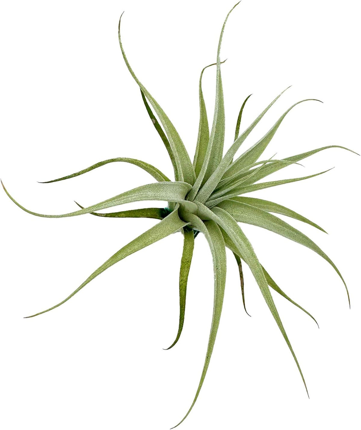 Live Air Plants - Tillandsia Albida 3-5" - 1ct – ragnaroc Live Indoor Plant - Live Arrival