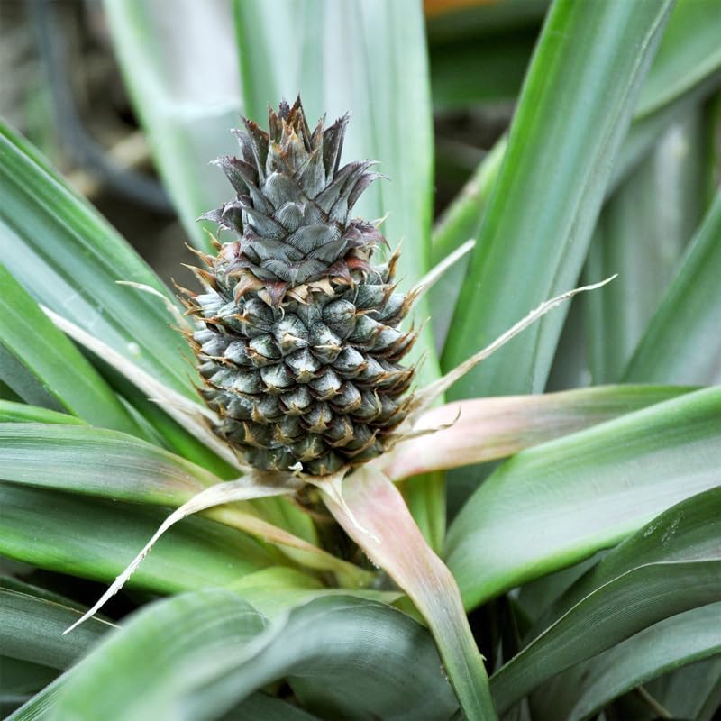 Pineapple Plant White Jade (4 Pack) | Grow Your own Food on Your Edible Organic Garden | Easy to