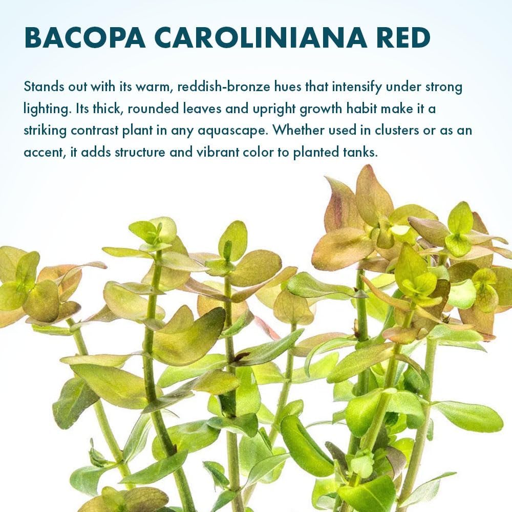 SubstrateSource Live Aquarium Red Stem Plants - Freshwater Aquatic Plant for Fish Tanks