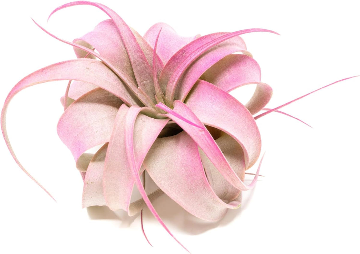 Fuchsia Colorful Tillandsia Air Plants - Long Lasting Color Enhanced Live Tillandsia Succulent