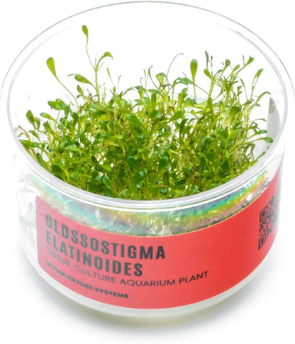 Ultum Nature Systems Glossostigma Elatinoides Tissue Culture Live Plant for Aquarium, Aquascape