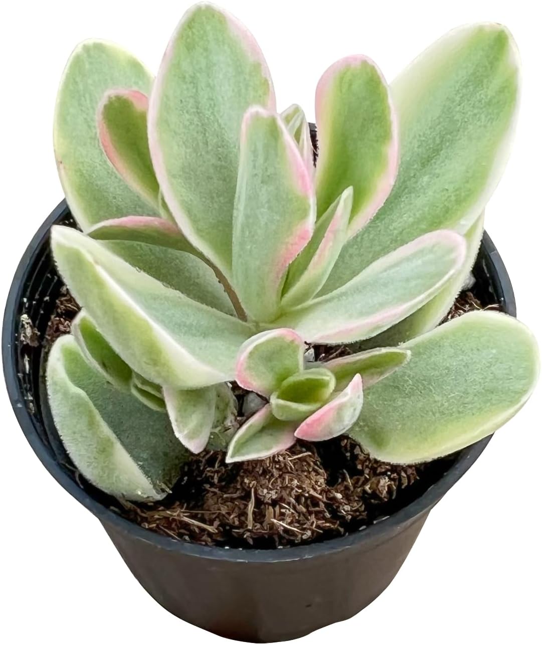 Sprout N Green Money Maker Variegata | Crassula atropurpurea VAR. muirii variegata, Rare Live