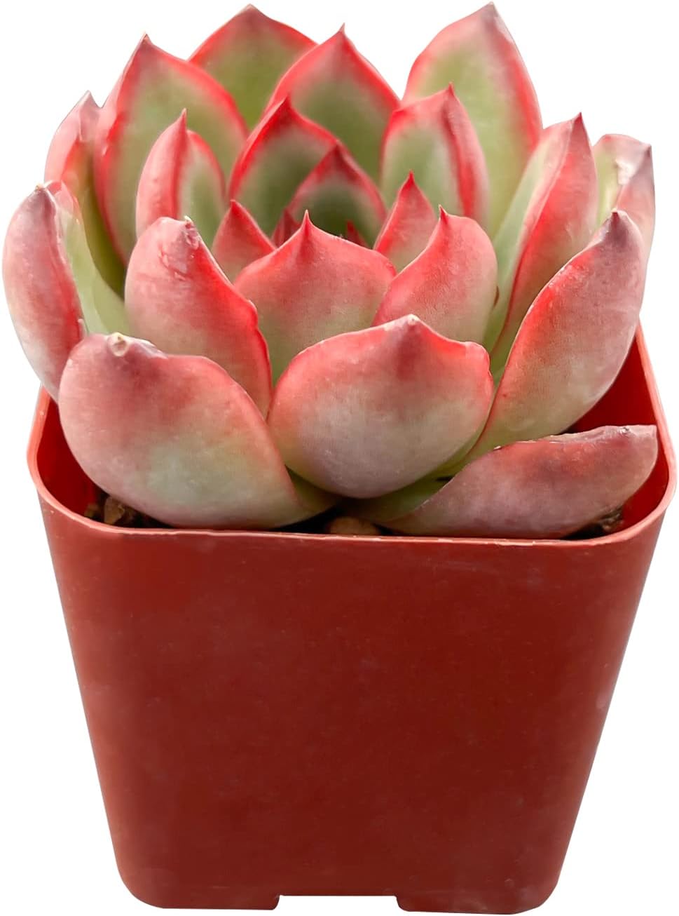 Sprout N Green Echeveria Puli-lindsayana, 1 Live Mini Succulent Plant Fully Rooted in 2 inch