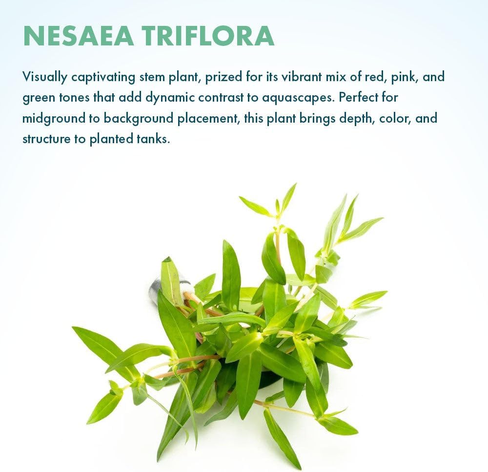 SubstrateSource Live Plants – Nesaea Triflora – High Light, Green with Red Veins, Midground to