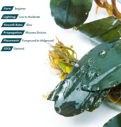 SubstrateSource Live Plants - Starglitz Buce (Bucephalandra sp.) - Low to Medium Light, Dark Green