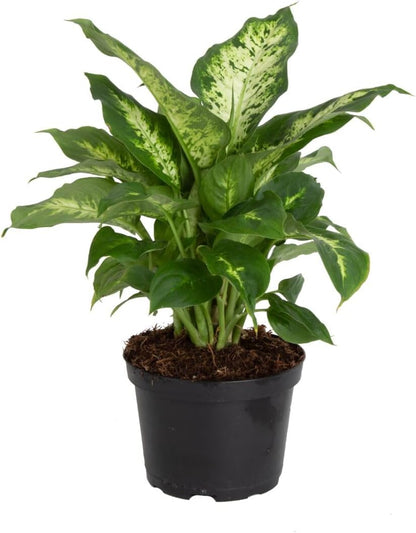Costa Farms Dieffenbachia Live Indoor Plant, Easy to Grow Houseplant, Potted in Indoors Garden