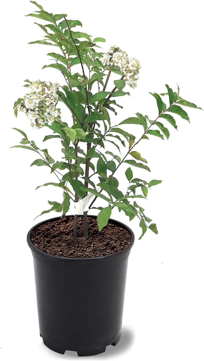 American Plant Exchange Crape Myrtle Tree, White Natchez, 1 Gallon Pot, 1-1.5ft Tall, Live
