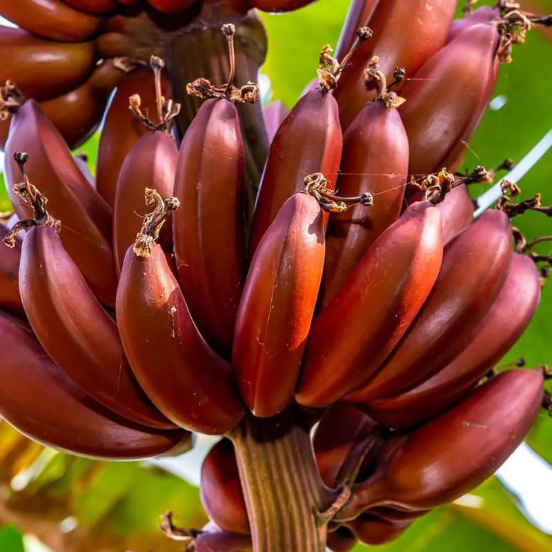 Mixed Banana Plant Live, 4-6" Tall Well-Rooted for Indoor Tropical Displays, Cold Hardy Banana