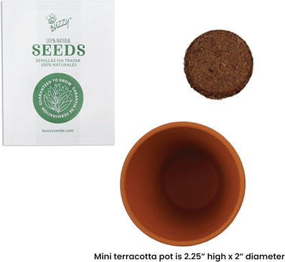 BUZZY Seeds Spruce Terracotta Mini Grow Pots – Indoor Tree Starter Kit Bulk 20-Pack – DIY Planting