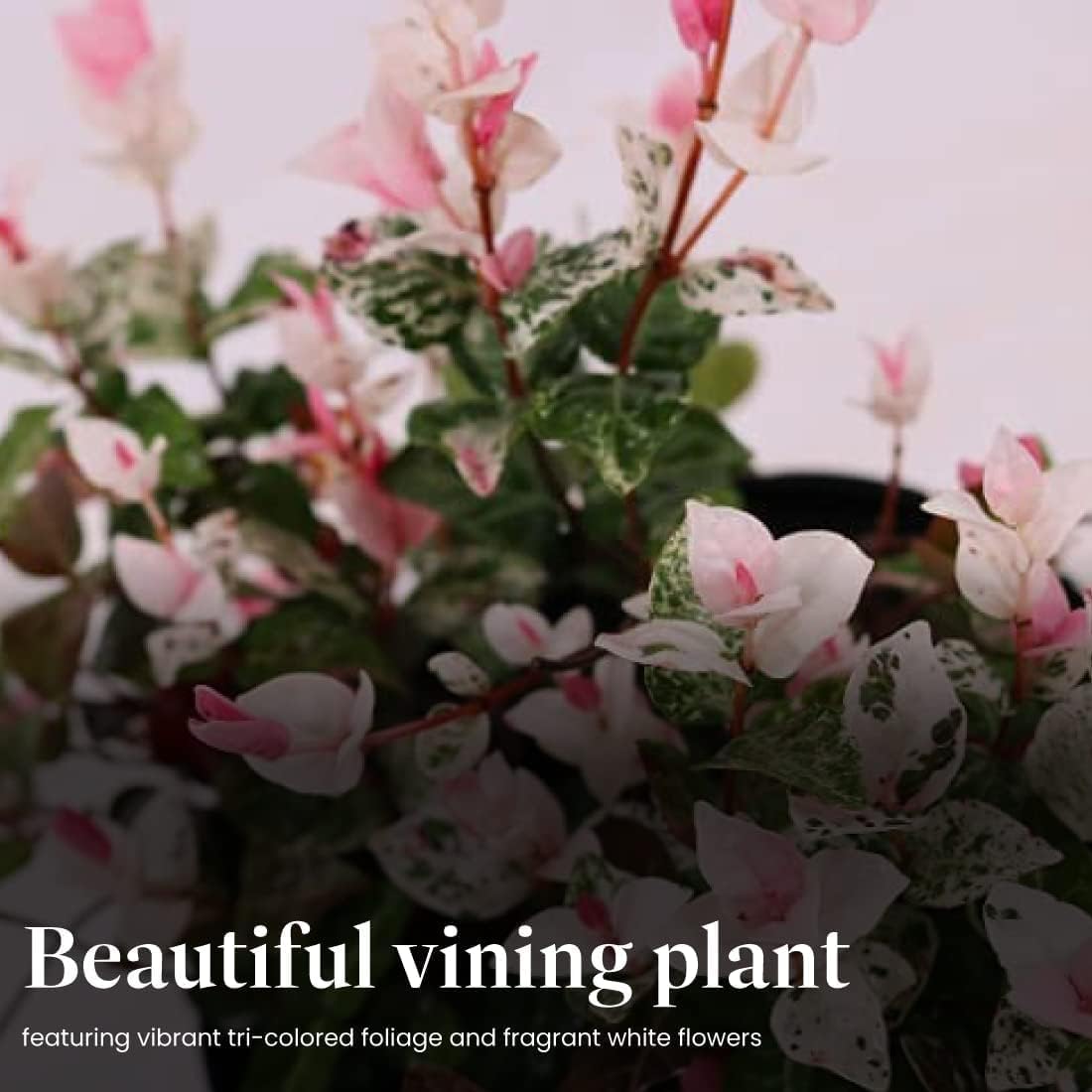 American Plant Exchange Snow & Summer Jasmine – 6-Inch with Pot – Live Fragrant Flowering Climbing