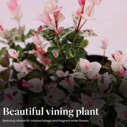 American Plant Exchange Snow & Summer Jasmine – 6-Inch with Pot – Live Fragrant Flowering Climbing