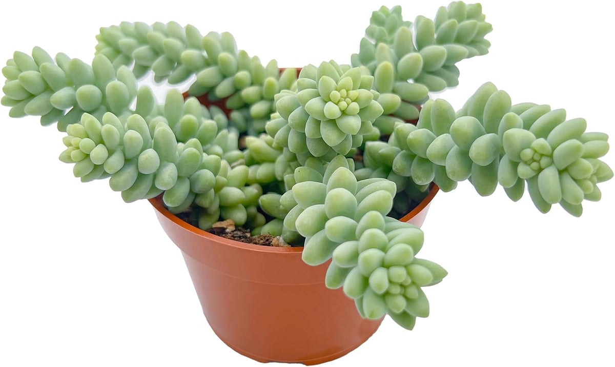 Live Succulents Donkey Tails (4-inch), Succulent Plants Fully Rooted in Pots with Soil, Easy-Care