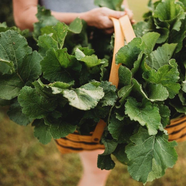 Seven Top Turnip Greens - 250 Seeds - Fast-Growing, Cold Tolerant Green, Great for Braising &