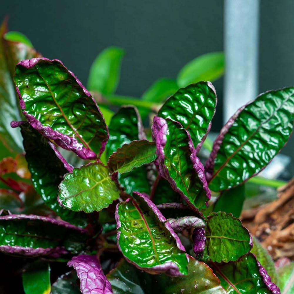 SubstrateSource Live Jungle Plants - Hemigraphis colorata (Hemigraphis sp.) - Low to Medium Light