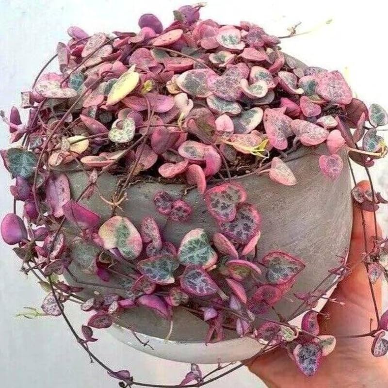 Ceropegia Woodii Variegated String of Hearts Plant Live, Trailing Succulent Vine, Rare Live Indoor