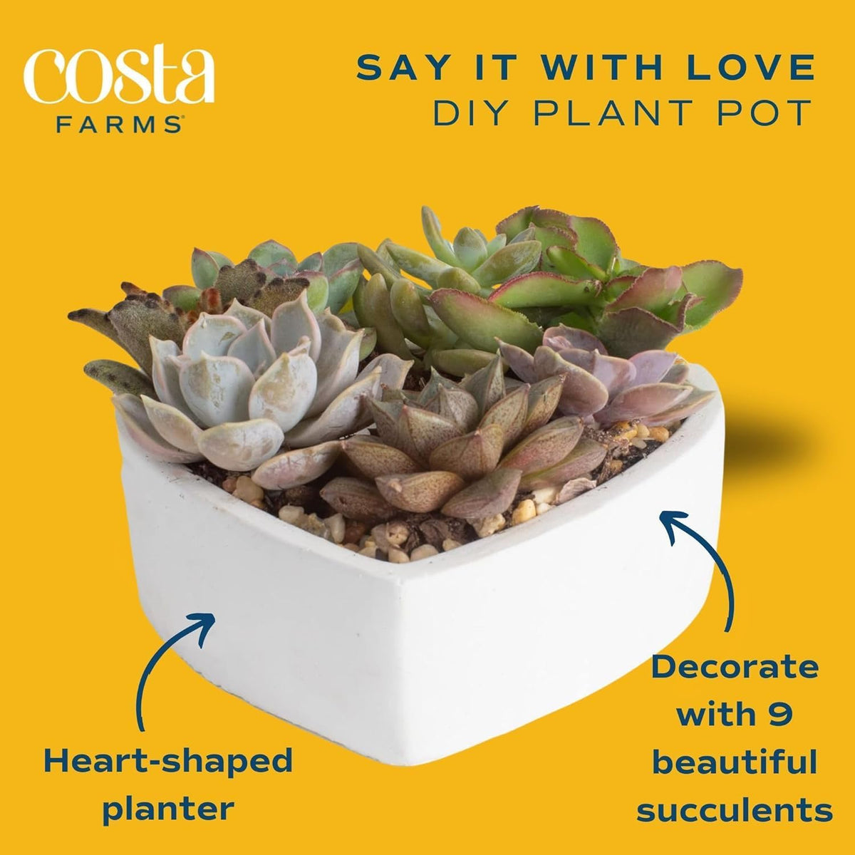Costa Farms Mini Succulent DIY Heart Kit Fully Rooted, 2-inch Live Indoor Plant, 4-Inches Tall