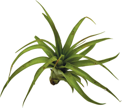 ragnaroc Air Plants - Tillandsia Brachycaulos Multiflora, Jumbo 5-7" - 1 ct - Live Arrival