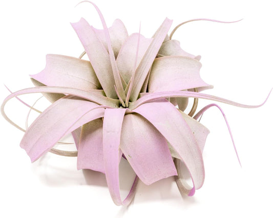 Lavender Colorful Tillandsia Air Plants - Long Lasting Color Enhanced Live Tillandsia Succulent