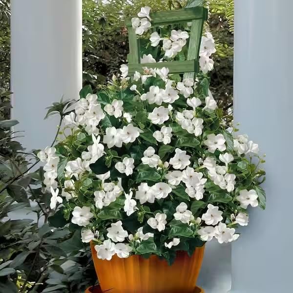 Arabian Jasmine (Jasminum Sambac) - Live, Fragrant, Blooming, Indoor/Outdoor Decorative Plant (4