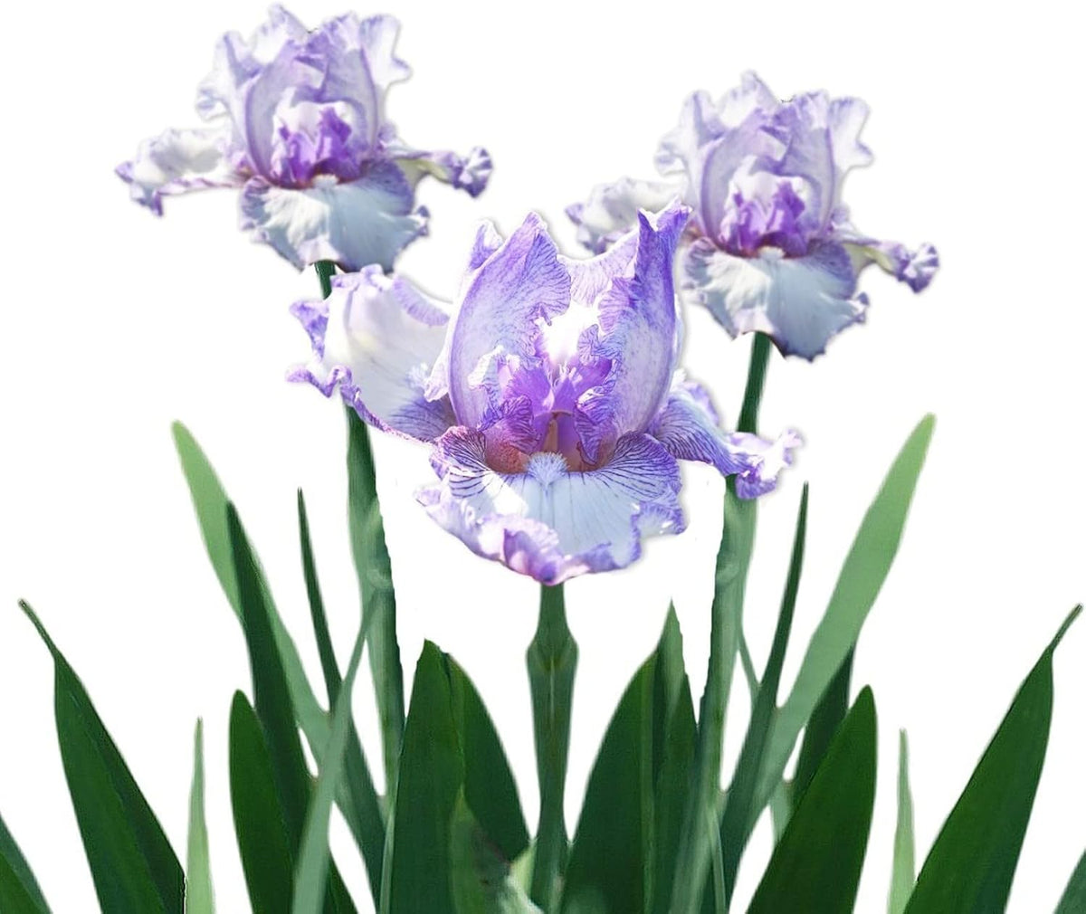 Easy to Grow Bearded Iris Earl of Essex - 3 Plant Bulbs Rhizomes, Light Purple & White Flowers in