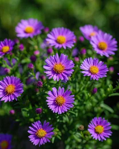 Perennial Farm Aster D. 'Wood's Purple' – Live Perennial in #1 Container, Pale Violet Daisy-Like