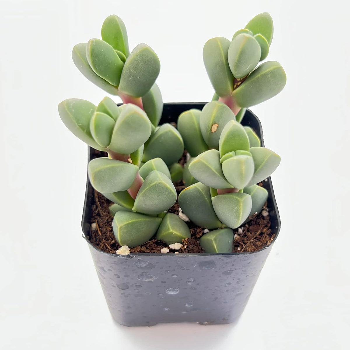 Sprout N Green Ice Plant | Corpuscularia lehmannii, Live Succulent Fully Rooted in 2 inch Starter