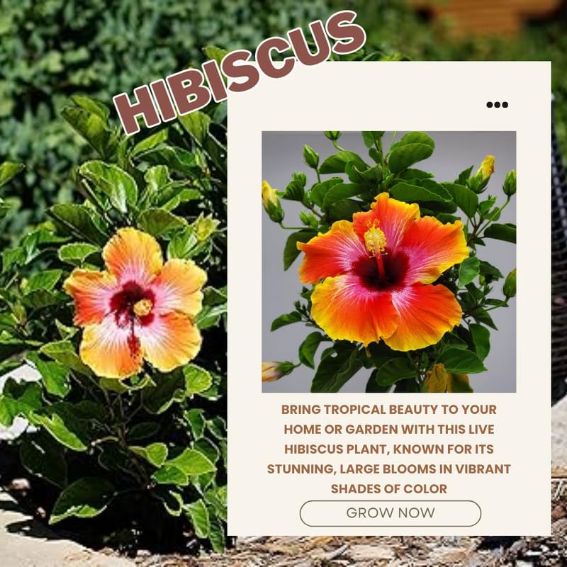 Sunset Hibiscus Plant Live, Hardy Hibiscus Flowers Colorful Blooms for Outdoor Landscapes, 8-10
