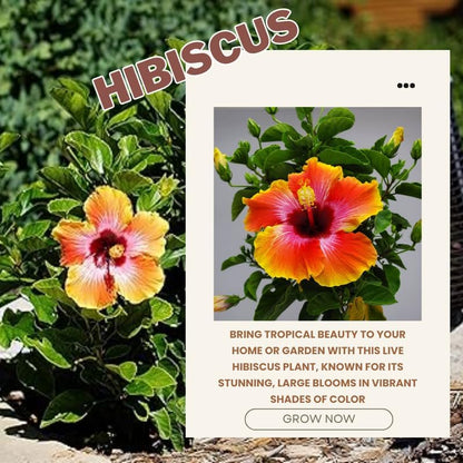 Sunset Hibiscus Plant Live, Hardy Hibiscus Flowers Colorful Blooms for Outdoor Landscapes, 8-10