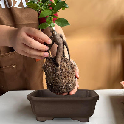 MUZHI 2PACK Unglazed 6” Ceramic Bonsai Pot with Humidity Trays, Breathable Handmade Rectangle
