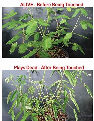 Zombie Plant Party Favors (2) Plays Dead When Touched! Includes Soil, Seeds & Mini Flower Pot.