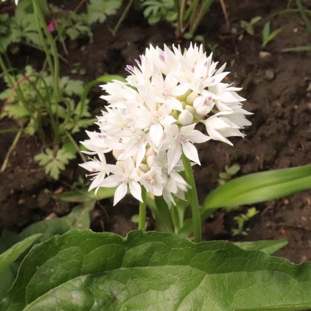 Gardens Best Graceful Beauty Alliums – 30 Bulbs - White Star-Shaped Flowers | Easy-Grow Spring