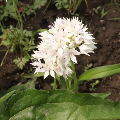 Gardens Best Graceful Beauty Alliums – 30 Bulbs - White Star-Shaped Flowers | Easy-Grow Spring