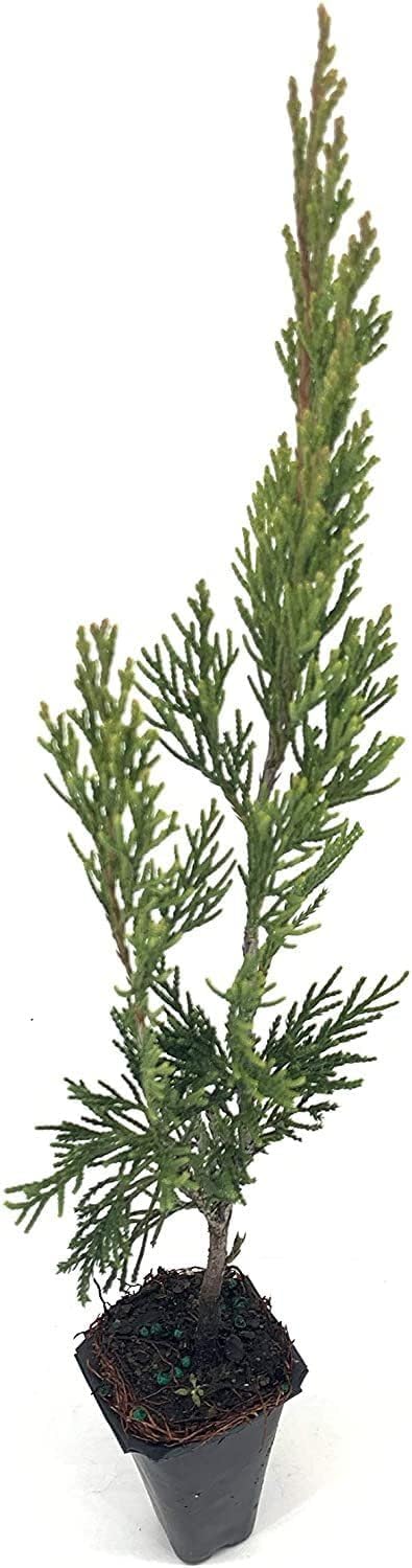 Spartan Juniper | 10 Live Trees | Juniperus Chinensis | Evergreen Privacy Screening Plant