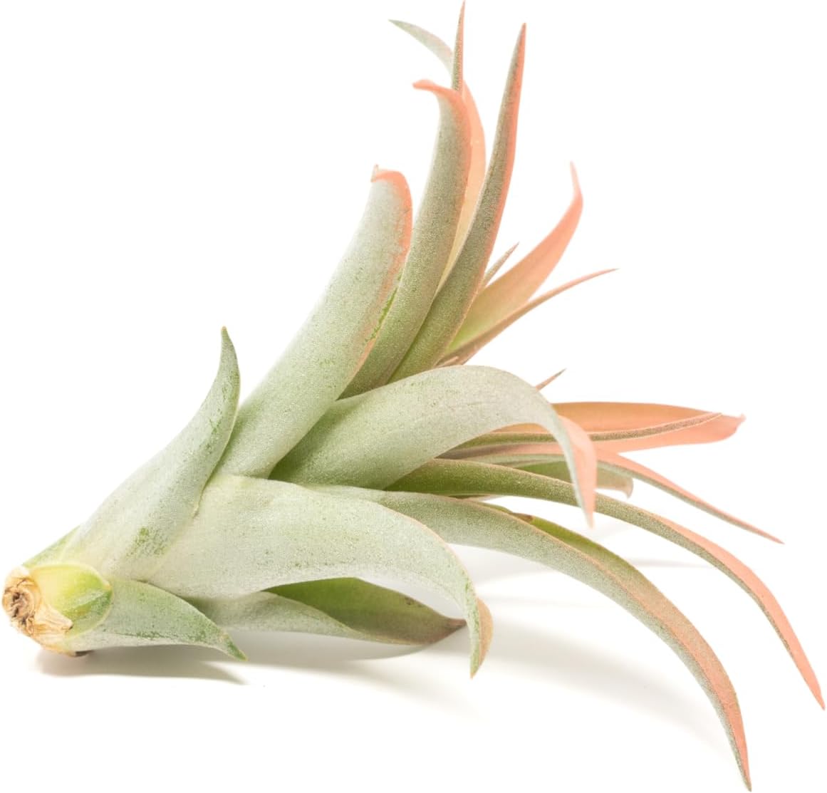 Coral Colorful Tillandsia Air Plants - Long Lasting Color Enhanced Live Tillandsia Succulent House
