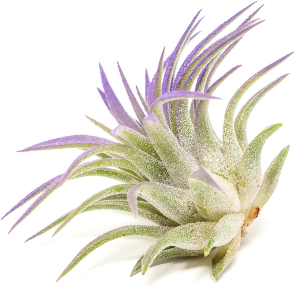 Purple Colorful Tillandsia Air Plants - Long Lasting Color Enhanced Live Tillandsia Succulent House