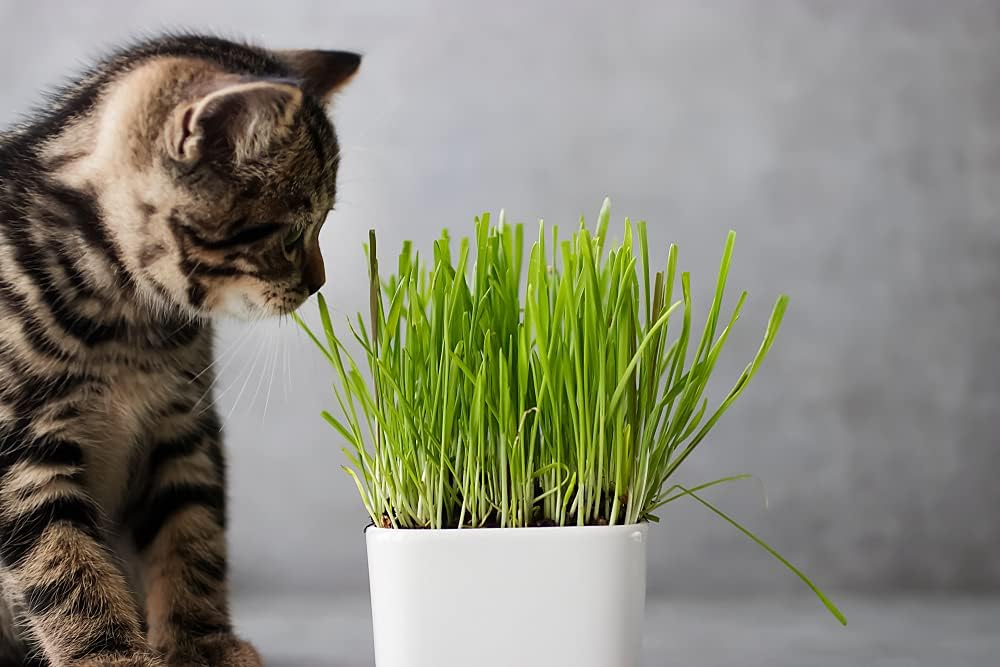 Cat Grass Seeds for Growing | 4 Way Blend, Rye, Wheat, Oats and Barley | Made in USA, Ships from
