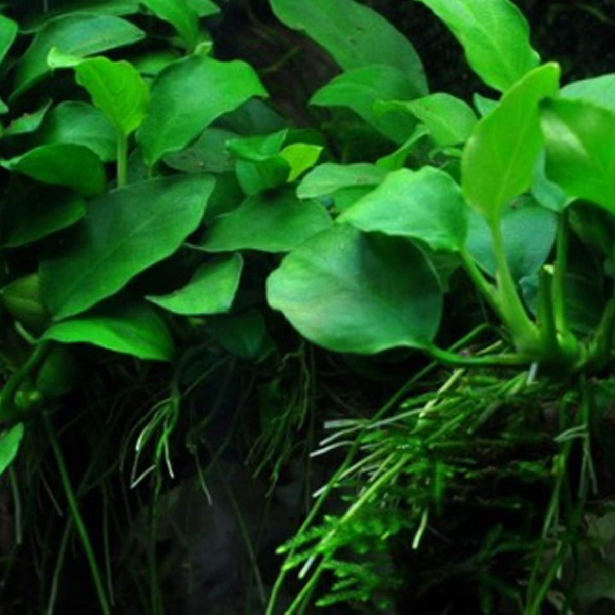 30+ Stems Package Starter Beginner Set Live Aquarium Plants Java Moss, Micro Sword, Rosette Amazon